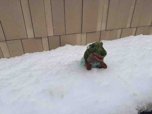 先日の雪で思ってたより埋まったピーマン。