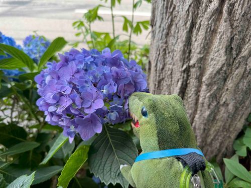 ﾌﾝｽﾌﾝｽﾌﾝｽﾌﾝｽ