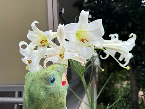 ﾌﾝｽ