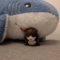 らこまる