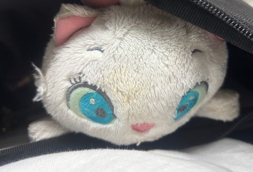 15年一緒のうちの子。今日も一緒にバイト行ってきた💕