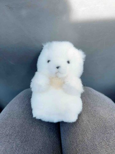 主の ひざのうえ ぽかぽかあったかい🔆