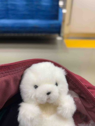 主と おでかけ という名の おさんぽしてきた🐾‪𓏸𓈒 今日はすこしだけ とおくに 行けたよ。主、からだもっと じょうぶにして ぼくと いろんなところに あそびに行こうね✨️