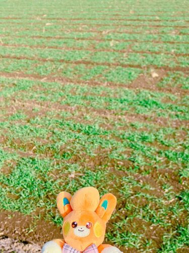 ちびパモです〜！
今日はお母さんと一緒におさんぽに行きました！途中、ひろーい畑を見つけたので写真を撮ってもらいました📸
お母さんが言うには、少し前までは田んぼだったみたいです😳
畑になったり、田んぼになったり…

あ！ちびパモ知ってます！そういうの「にもーさく」っていうんです！！
畑田んぼさん、がんばっててえらいです👏