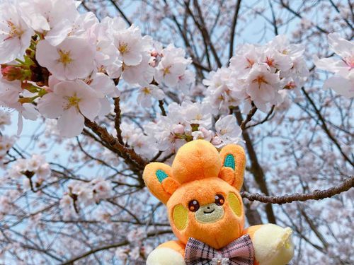 ちびパモです〜！
桜を見に公園へ行きました🌸
たくさん咲いててとってもきれいでした✨
でもまだ満開じゃないんだってお母さん言ってました！
こんなにきれいなのに？まだ咲くのですか？
桜さんすごいです〜〜〜❣️