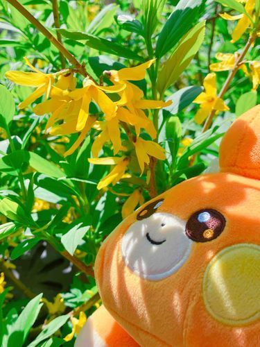 パモだよ！
今日はね、お母さんのじっか？に遊びに行ったんだ〜！
緑がたくさんのところでね、ばぁばもいてね、パモじっか大好きなんだー☺️
これはね、ばぁばが植えたレンギョウって名前のお花なんだって🌼かわいいね💕