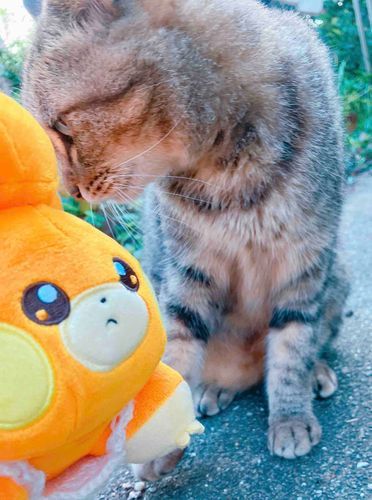 む…ねこさん…💕
お母さんもっと上手に撮って欲しいの。お顔うまく写ってないの。