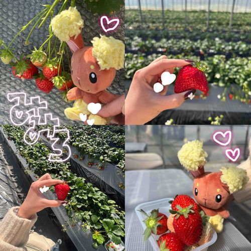 みみろと一緒にいちご狩りに行ってきたよ！

誰かのお尻っぽいいちごも発見！

みみろはいちごが似合うかわいい女の子だね🍓🩷