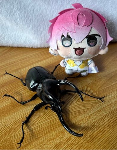 ｺｰｶｻｽｵｵｶﾌﾞﾄ  ﾀﾞｧ!!!!
