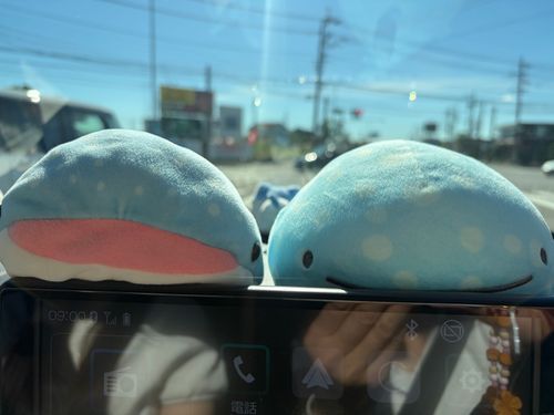今日は久々のお天気☀️
ベイちゃんとジンタで
買い物がてらドライブ🚗