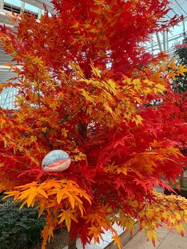 秋ベーーーイっ🍂
でも、本物ではないベイっ