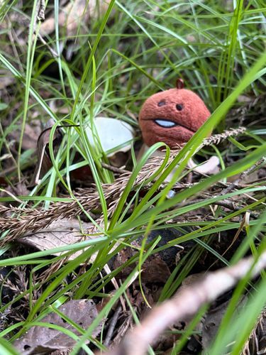 9月の長雨で、あちこちに見たことのないキノコが❗️🍄🍄‍🟫