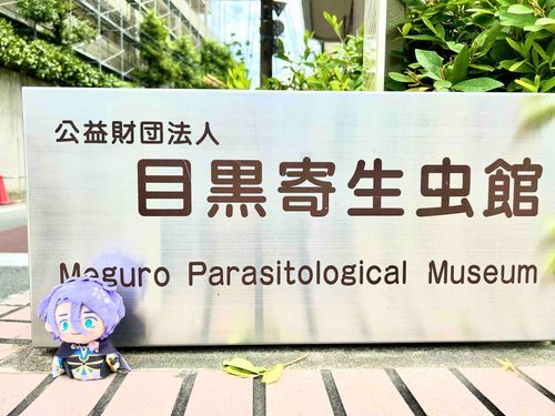 いつかの6月に歌仙さんと行った「目黒寄生虫館」です。
歌仙さんは「僕は寄生虫なんて見ないぞ」と言っていましたが、なんだかんだで一緒に来てくれたので優しいですね。見学後の歌仙さんは、心なしかほっそりしていたような……。
興味深い展示ばかりでしたので、また再訪したいです☺️