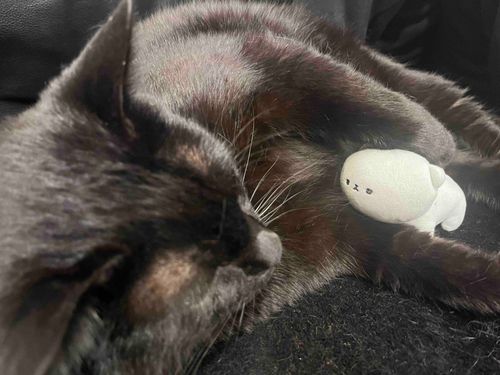 でっかいねこ、𝓑𝓪𝓫𝔂だよ
𝓑𝓪𝓫𝔂、でっかいねこだよ