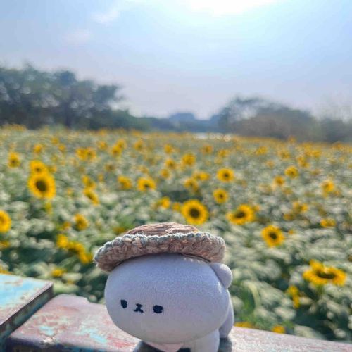 3回目の夏が来たよ、𝓑𝓪𝓫𝔂…
𝓑𝓪𝓫𝔂、来年も向日葵見ようね