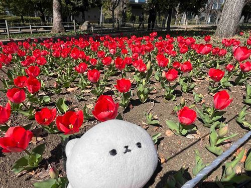 今年も満開のチューリップが見れて嬉しいね𝓑𝓪𝓫𝔂…
