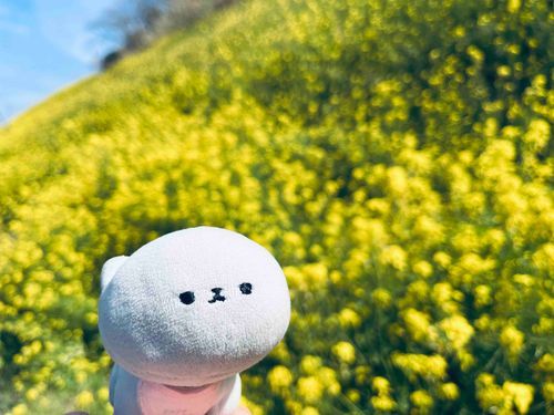 菜の花が満開だね𝓑𝓪𝓫𝔂…！