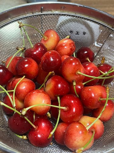 さくらんぼ大きいね𝓑𝓪𝓫𝔂…🍒