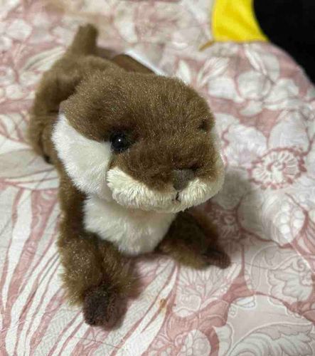 お気に入りのカワウソぬいぐるみです💓✨