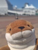 かわうそ🌷