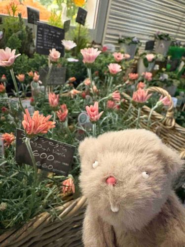 お花やさんにきたよ
ふぁんふぁんのお鼻とおなじ色だ🌸