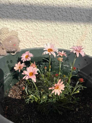 きのう植えたおはな！
みんな太陽のほうむいて元気いっぱいだった🌼うれしー！
