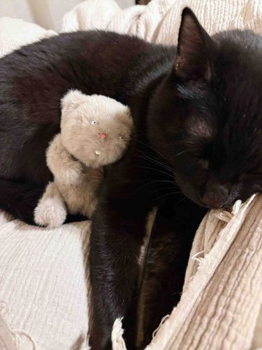 ねえねえ、ねこさん
どうしていつもふとんをフミフミこねこねしてるの？🐾ねえねえなんで？