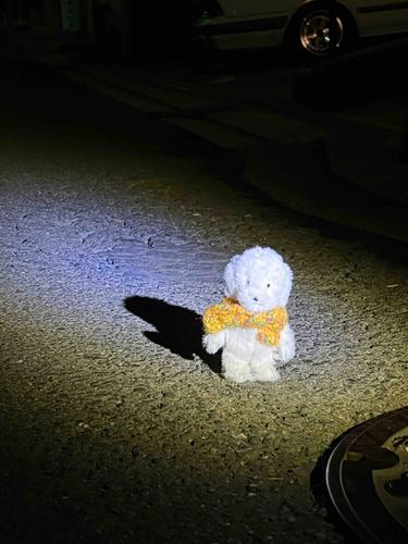 きょうのｻﾝﾎﾟ🚶‍♀️🐕 ͗ ͗