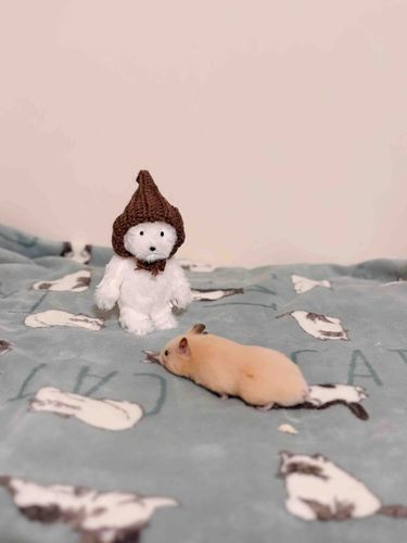 部屋んぽの見張り役。
ウーロンちゃん(♂)見知らぬｲﾇに少し警戒。。🐹