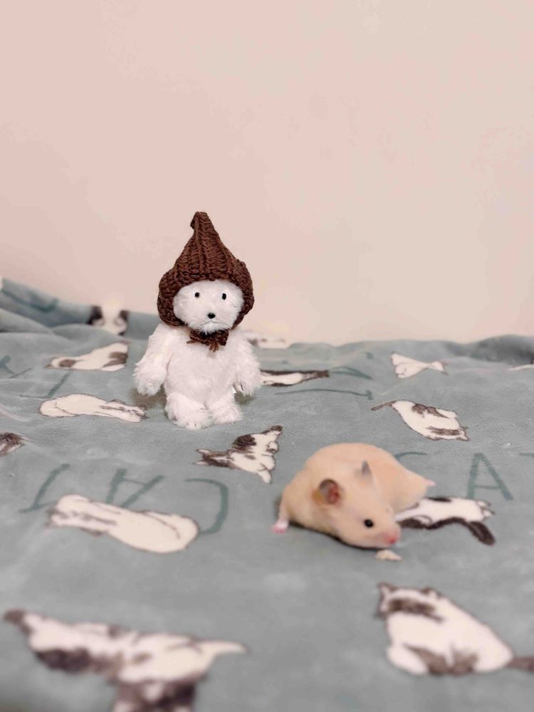 部屋んぽの見張り役。
ウーロンちゃん(♂)見知らぬｲﾇに少し警戒。。🐹