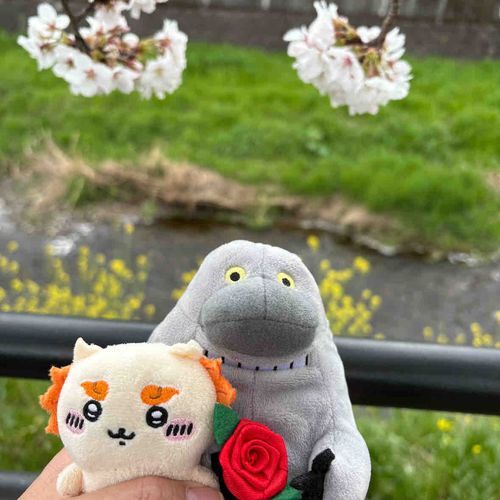 菜の花もきれいだよね