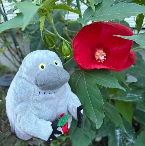 お花咲いてたー！