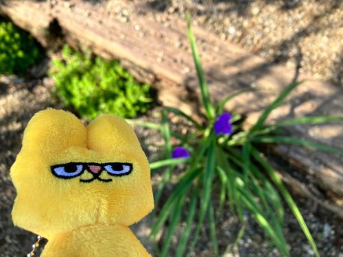 この花なんていうのかな？