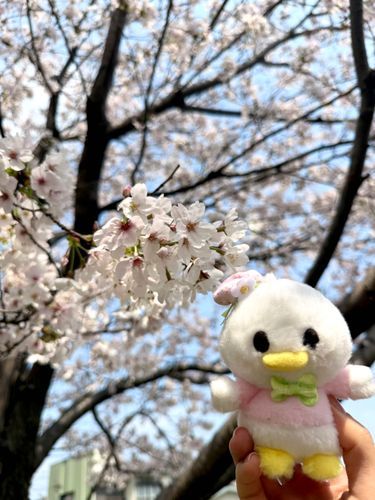 桜🌸