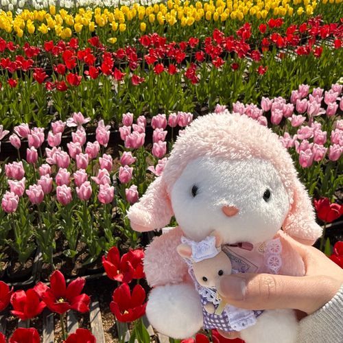 ちゅりっぷ  まんかいだった  ぷ🐏🌷