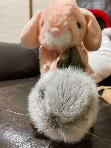 兄弟です！さくら(上)がお姉ちゃんでくり(下)が弟です！