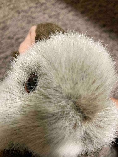 みんなやっほーくりだよ！
スマホをあいつ(ぬし)がわすれていったからイタズラしてやったぜ〜
あ、ぜんぶひらがななのは、ぼくはかんじがわからないからだよ(>_<)‪
よみにくいかもしれないけどわかってくれよな！