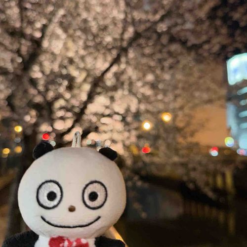 ⭐︎納屋橋　夜の桜🌸
