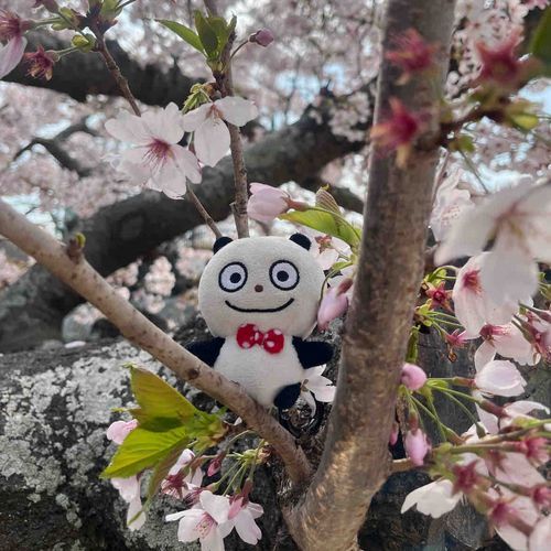 🌸