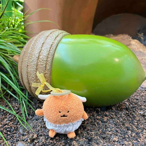 デカいどんぐり！ﾋﾞｸｯΣΣ(･ω･´ )