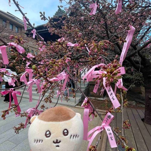さくら！
