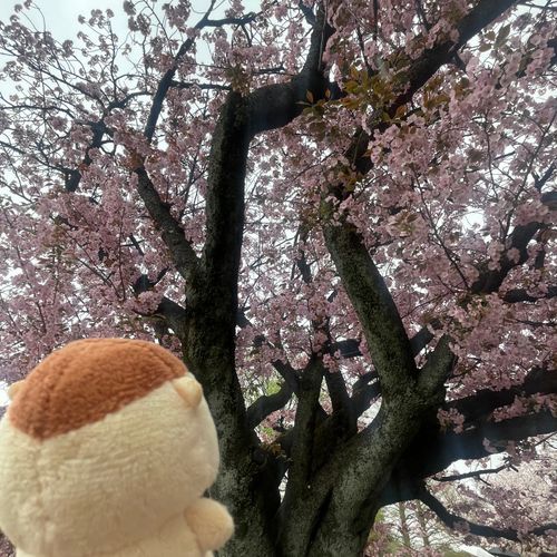 桜見に行ったよ