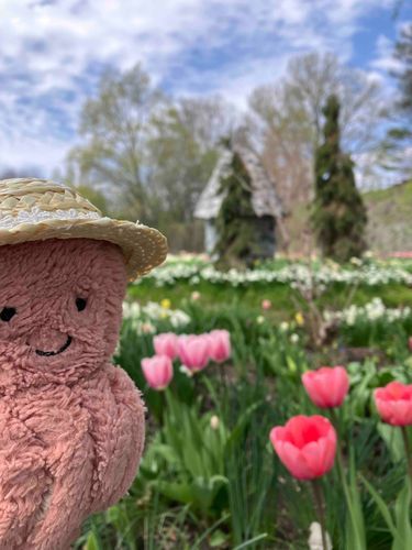 うえのファームにある「ノームのにわ」。
まるで　えほんの　1ページのようでしょ？
おーちゃん　チューリップ🌷だいすき。