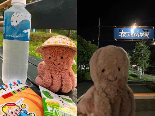 きのうから　こんしゅうのどようびまで　「あさひやまどうぶつえん」の　やかんえいぎょうが　やってるの。
やこうせい🌙のどうぶつ🦉が　げんきなとこが　みられるし　まいとし　たのしみにしてるんだ。

しょにちのきのう　さっそくいって　たのしんできたよ(くらすぎて　どうぶつのしゃしんはないけど)。

にんげん　おぼんやすみないけど　しごとのかえりに　ことしはなんかい　いけるかな🚌