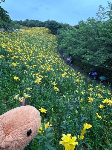 とんかつ｢百合のお花畑〜｣