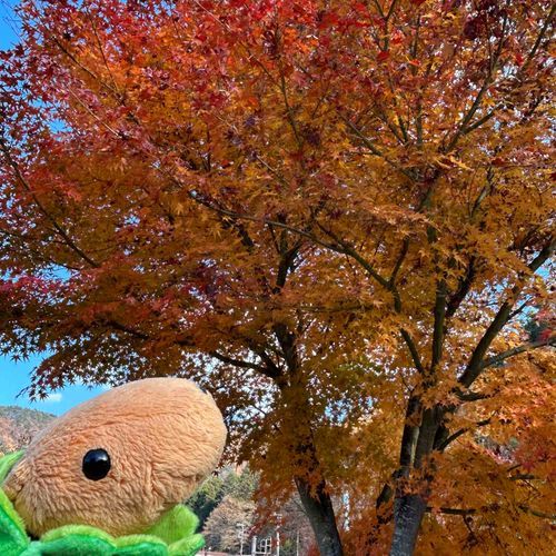 とんかつ｢紅葉シーズンに撮ったけど、もう冬になっちゃうなんて〜｣