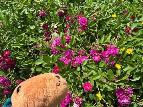 とんかつ「お花を見に行ったぞ！
たくさん咲いててキレイだった｣