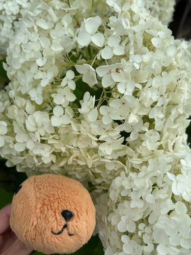 とんかつ｢おっきい紫陽花！！｣