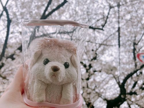 最近あまりはりぽんちゃんとお出かけ出来なくて、昨日はあいにくの雨だったけど桜と写真を撮ったよ🌸🦔春ぽんだね🌸
はりぽんにピントを合わせると桜がぼやけ、逆もまた然り……。
傘持ちながらはりぽん掲げてスマホで撮るの難しすぎる。撮るのに必死すぎて途中から傘が役目を果たしていなかったよ笑
