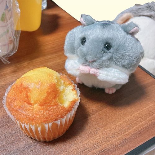 にんげんの今日のおやつのマフィンを‪🐹が食べてる！笑